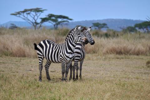 Two zebras