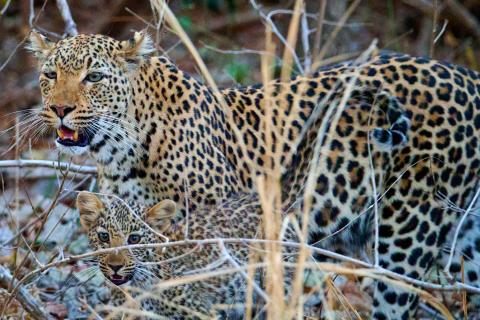 Leopard cub with mother on evening "night drive"