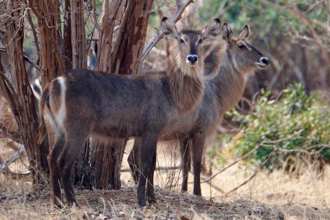 Waterbucks