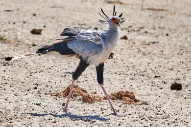 Secretary bird