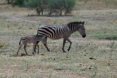 Zebra mother and baby