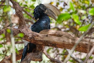 Silvery cheeked hornbill