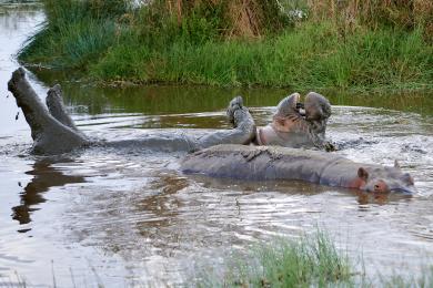 Hippo with baby