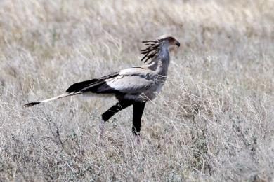 Secretary bird