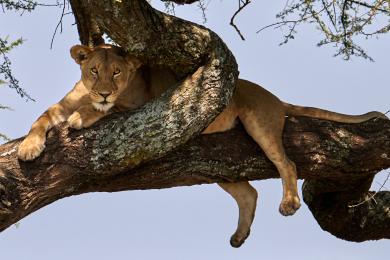 Lionesses on the trees