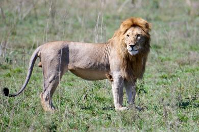 Lions in Serengeti