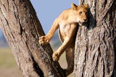 Lionesses on the trees