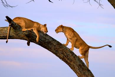 Lionesses on the trees