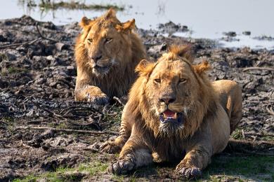 Lion brothers