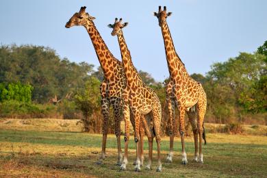 Giraffe family