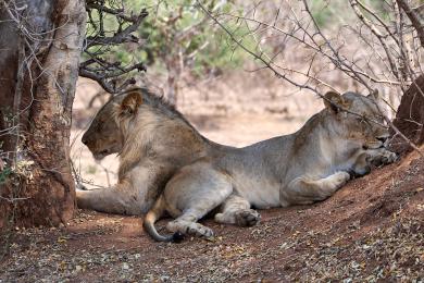 Young lion