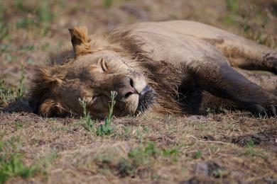 Lion brothers