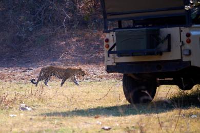 Our Leopardess Superstar