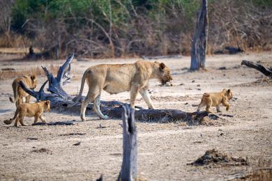 Lion cubs