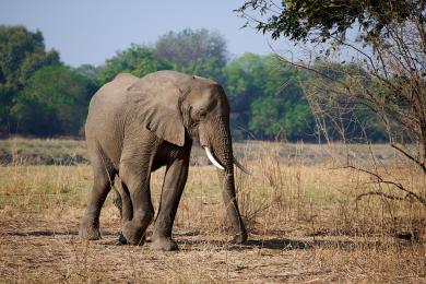 Fun with elephants