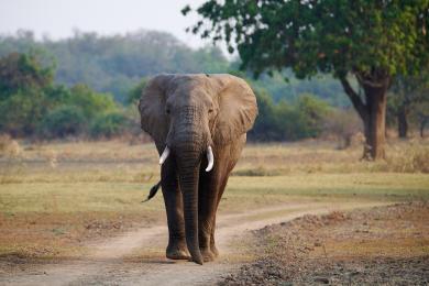 Fun with elephants