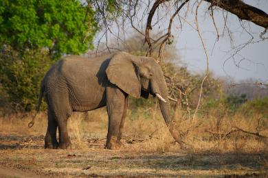 Fun with elephants