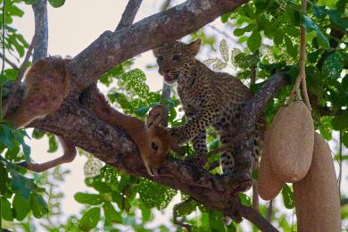 Leopard cub with mother on evening "night drive"