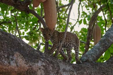 Leopard cub with mother on evening "night drive"