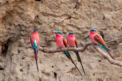 Carmine bee-eater